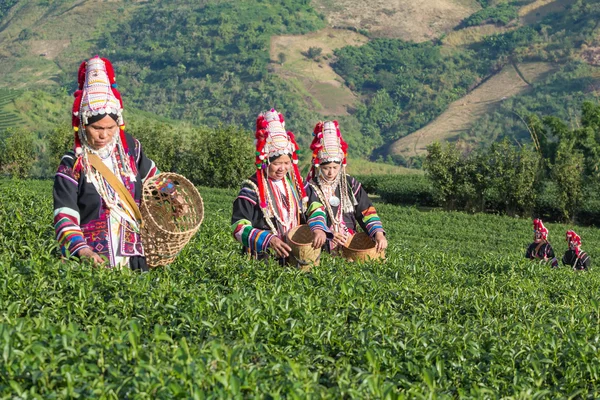Indigenous ware harvesting tea in garden