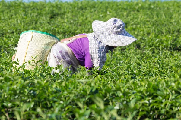 Selective focus at Worker is harvesting tea leave in farm