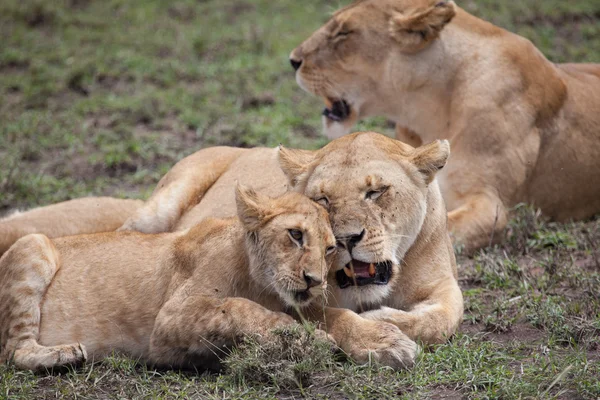 Lioness and cub rubbing heads