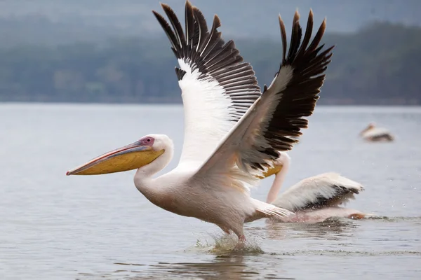 Great white pelican skimming the lake surface