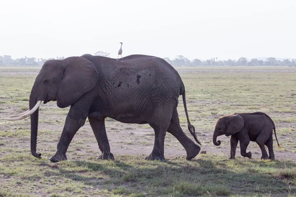 A baby African Elephant walking with its mother with a white bird on the back
