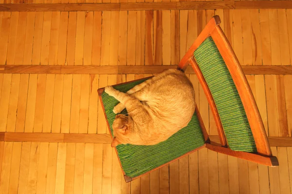 Cute Orange male cat sleeping on a green vintage chair