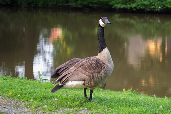 Goose - wild goose