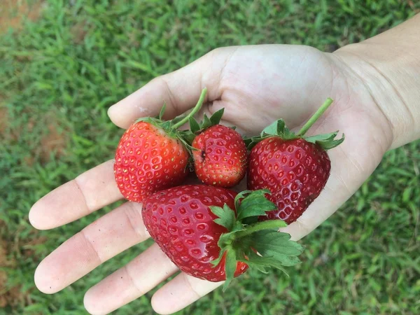 Fresh red strawberries in hand