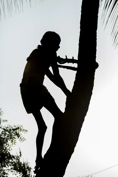 Editorial documentary. Old climber on coconut tree