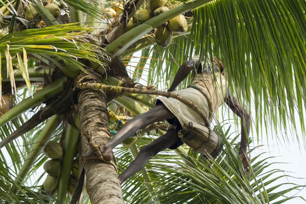 Editorial documentary. Old climber on coconut tree