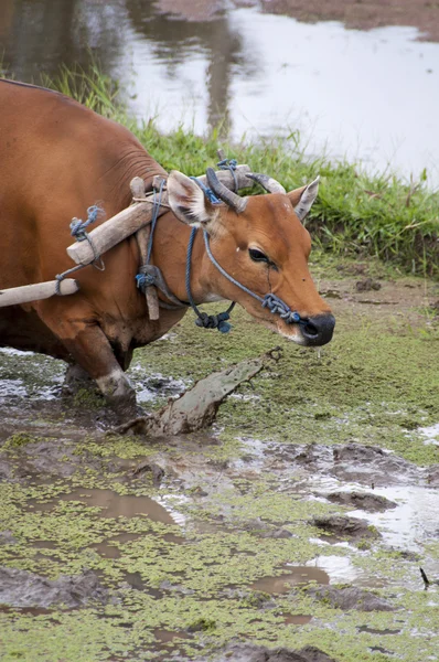 Indonesian farmer Biologic agriculture