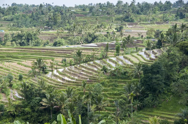 Terraced Rice Field Organic farming