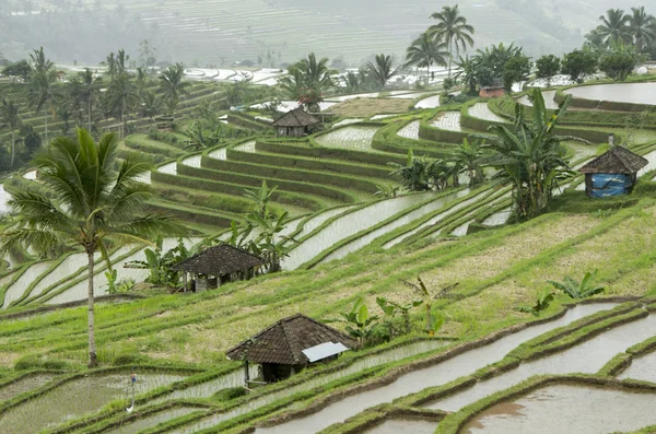 Terraced Rice Field Organic farming