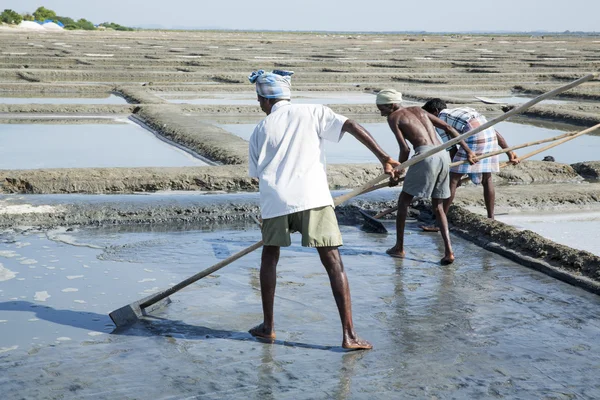 Documentary image editorial. Salt field worker India