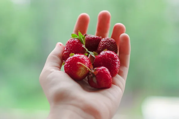 Ripe strawberries in hand