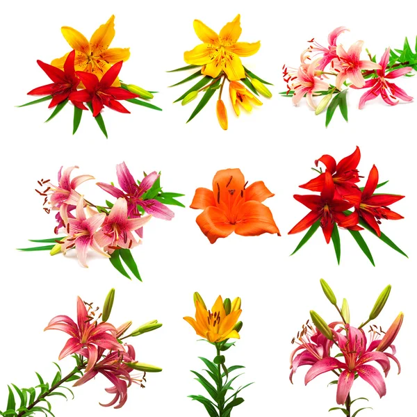 Collection of colorful lilies with buds