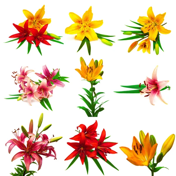 Collection of colorful lilies with buds