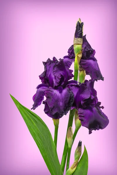 Blooming iris flower