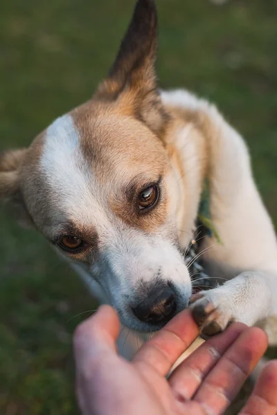 Dog shaking paw with human