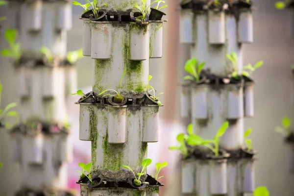 Potted plants hanging in a plastic covered greenhouse with potted plants covering the floor