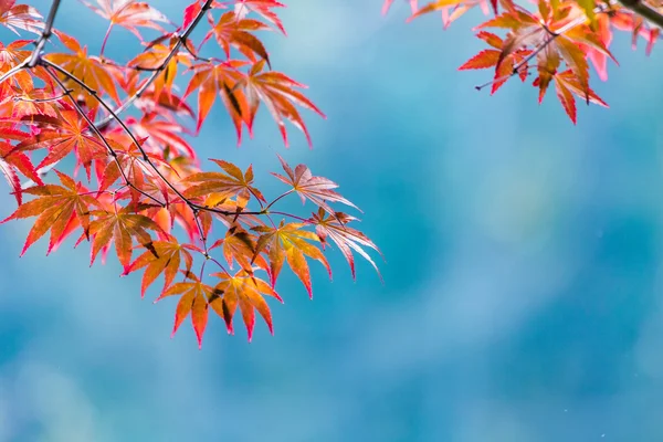 Maple tree to the season of autumn is red.