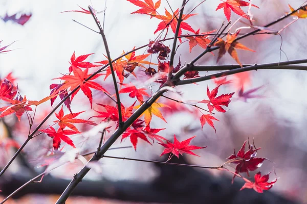 Maple tree to the season of autumn is red.