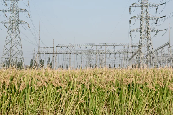 High voltage towers on vast paddy field