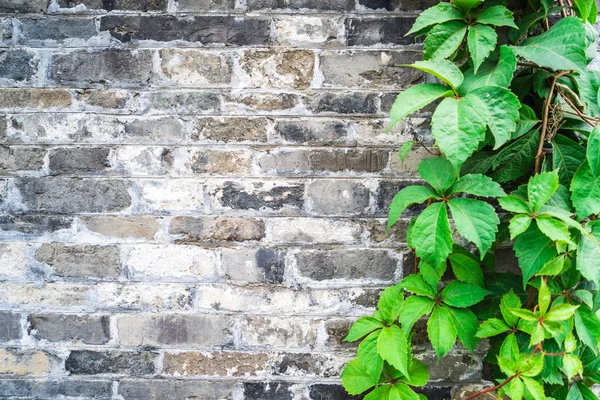 Green ivy wall on old vintage brick wall