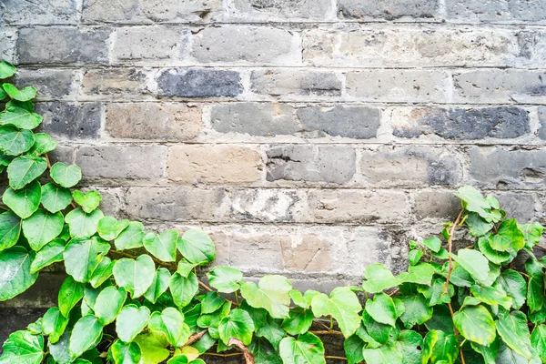Green ivy wall on old vintage brick wall
