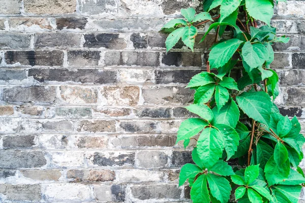 Green ivy wall on old vintage brick wall