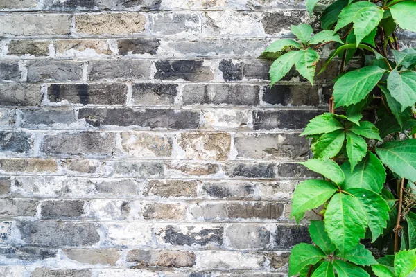 Green ivy wall on old vintage brick wall