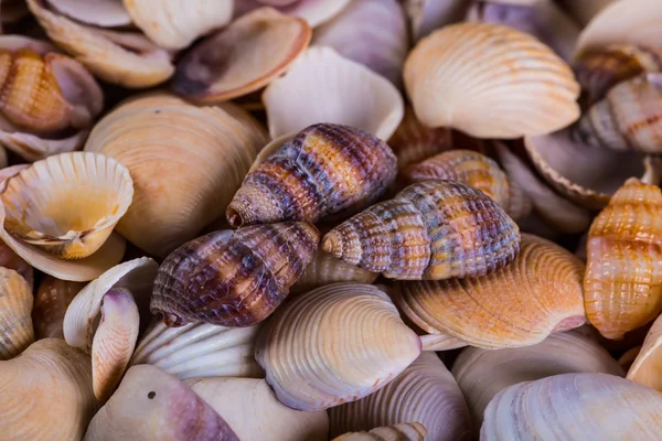 Sea Shells Seashells! - variety of sea shells from beach - panor