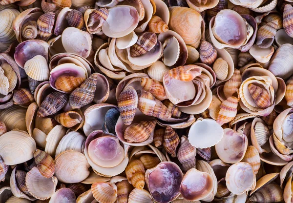 Sea Shells Seashells! - variety of sea shells from beach - panor