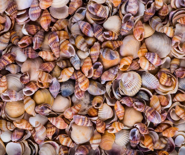 Sea Shells Seashells! - variety of sea shells from beach - panor