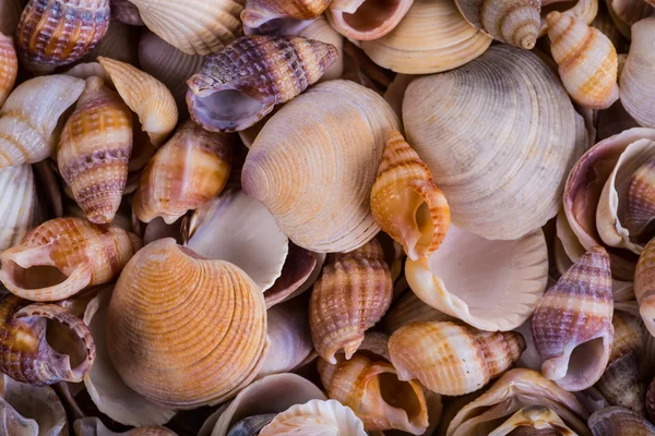 Sea Shells Seashells! - variety of sea shells from beach - panor