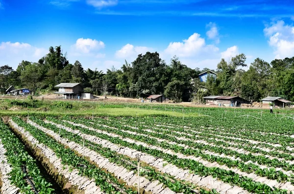 View on strawberry farm