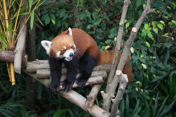 Cute red panda (Ailurus fulgens)