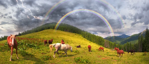 Horses herd grazing on pasture