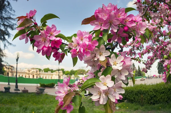 Sakura around the Mariinsky Palace in Kiev