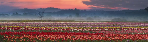 Blooming colorful tulips