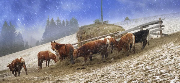 Horses and cows on pasture in blizzard