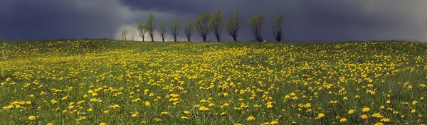 Spring flowers dandelions in Carpathians