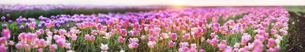 Beautiful field of Tulips