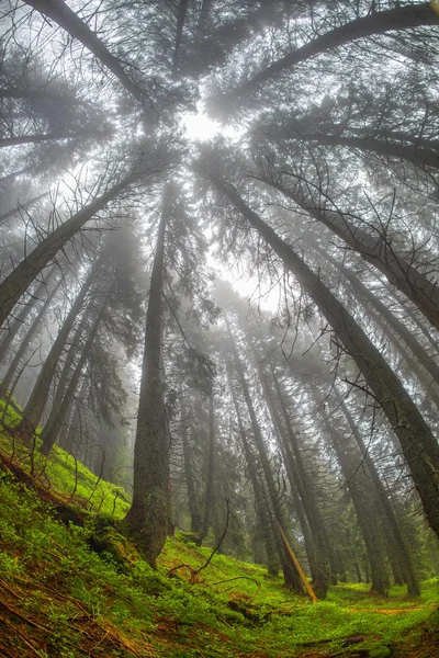 Beautiful forest at sunrise