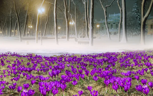 Spring mountain flowers crocuses