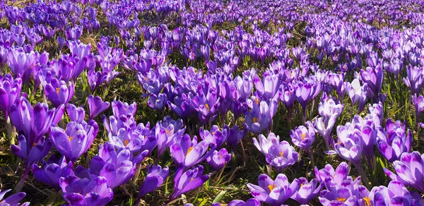 Spring mountain glade with crocuses