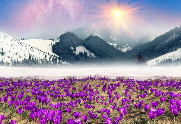 Spring flowers crocuses in mountains