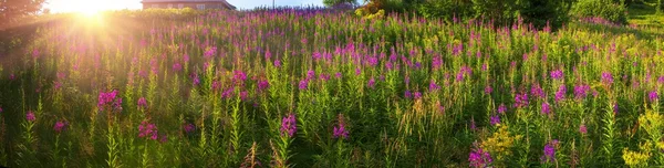 Blooming flowers willow-herb in summer