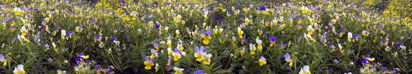 Delicate flowers tricolor violets