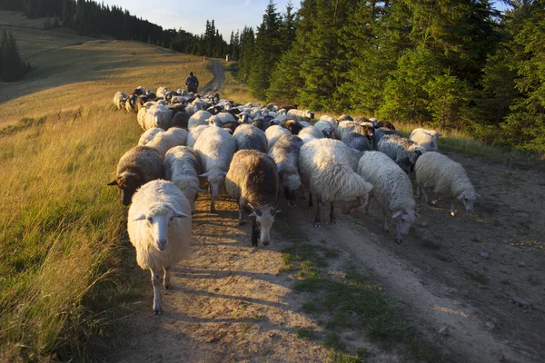 Shepherd and sheeps of the Carpathians