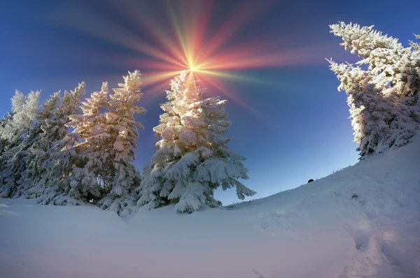 Carpathians snowy forest