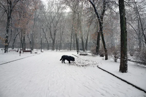 Snow In Ukrainian capital