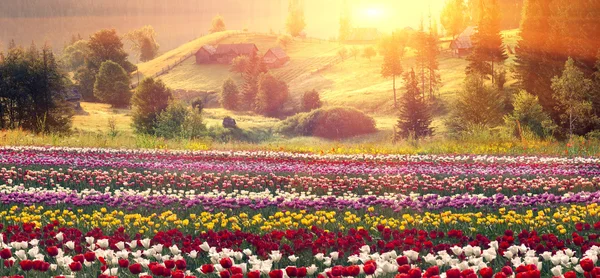 Blooming tulips at sunrise