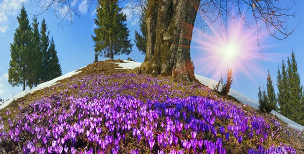 Spring flowers crocuses in Carpathians